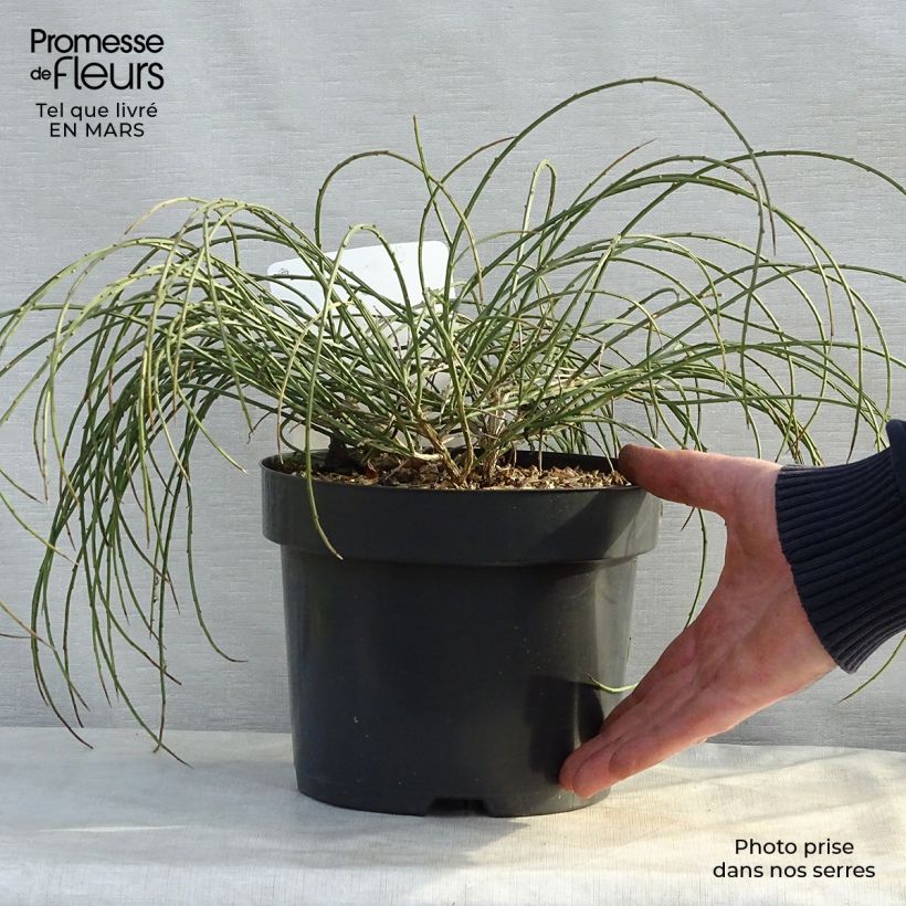 Genista lydia 3L/4L pot sample as delivered in spring