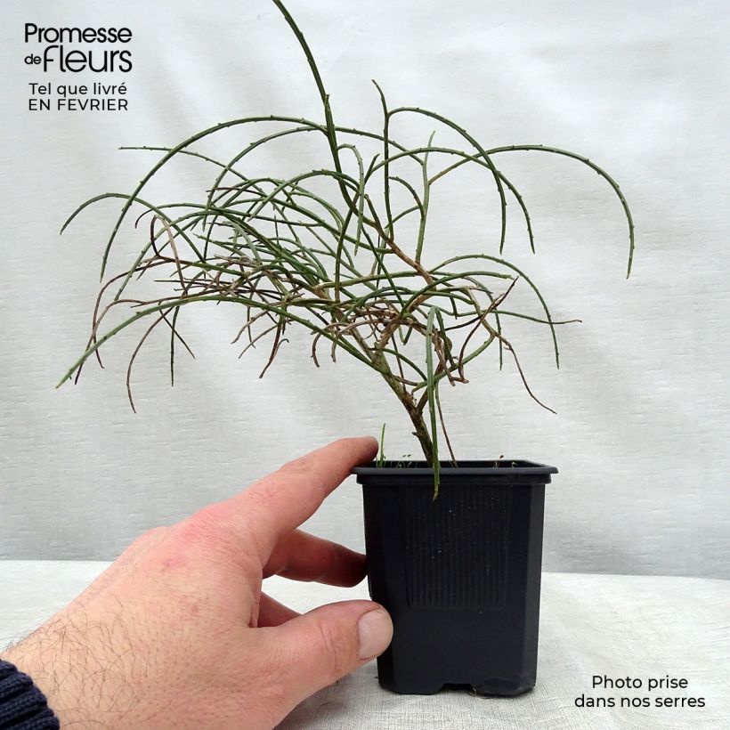 Genista lydia 8/9 cm pot sample as delivered in winter