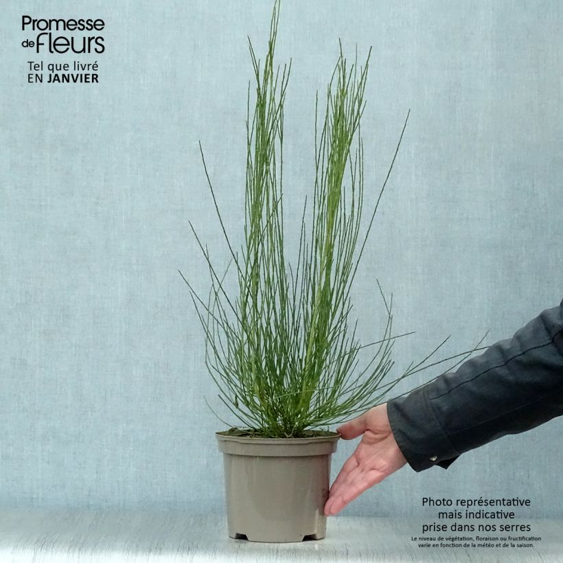 Cytisus praecox Allgold 2L/3L pot sample as delivered in winter