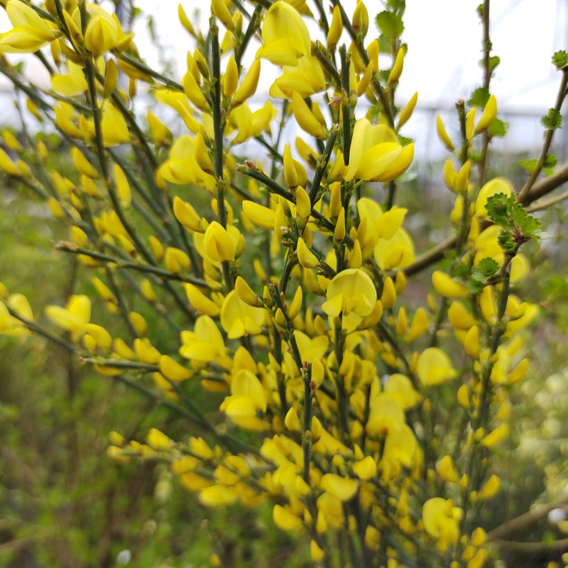 Cytisus praecox Allgold (Flowering)