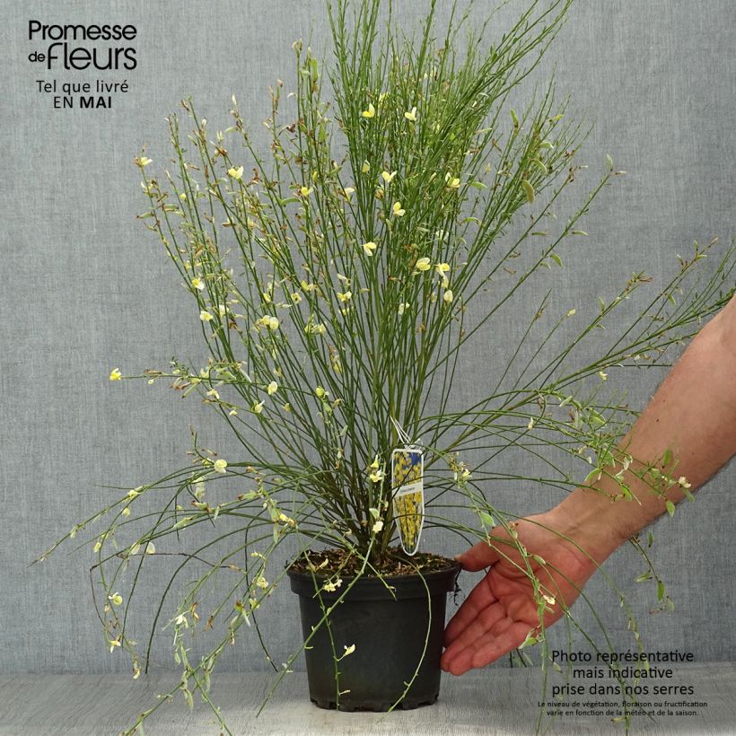 Cytisus praecox 2L/3L pot sample as delivered in spring