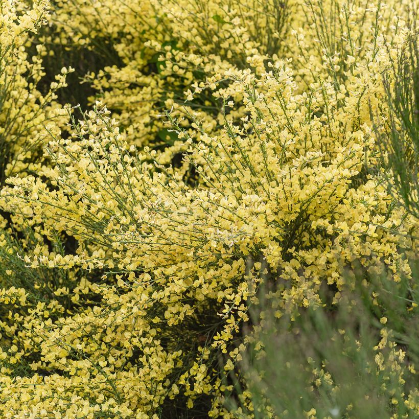 Cytisus praecox (Plant habit)