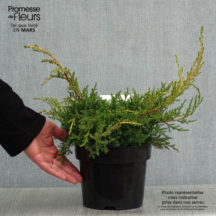 Juniperus Goldkissen 2L/3L pot sample as delivered in winter