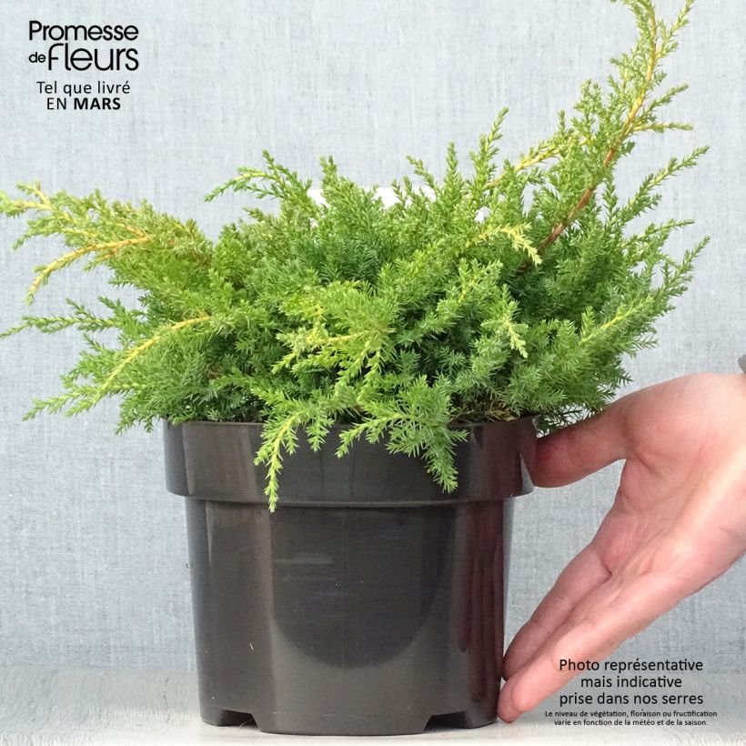 Juniperus Goldkissen 2L/3L pot sample as delivered in spring
