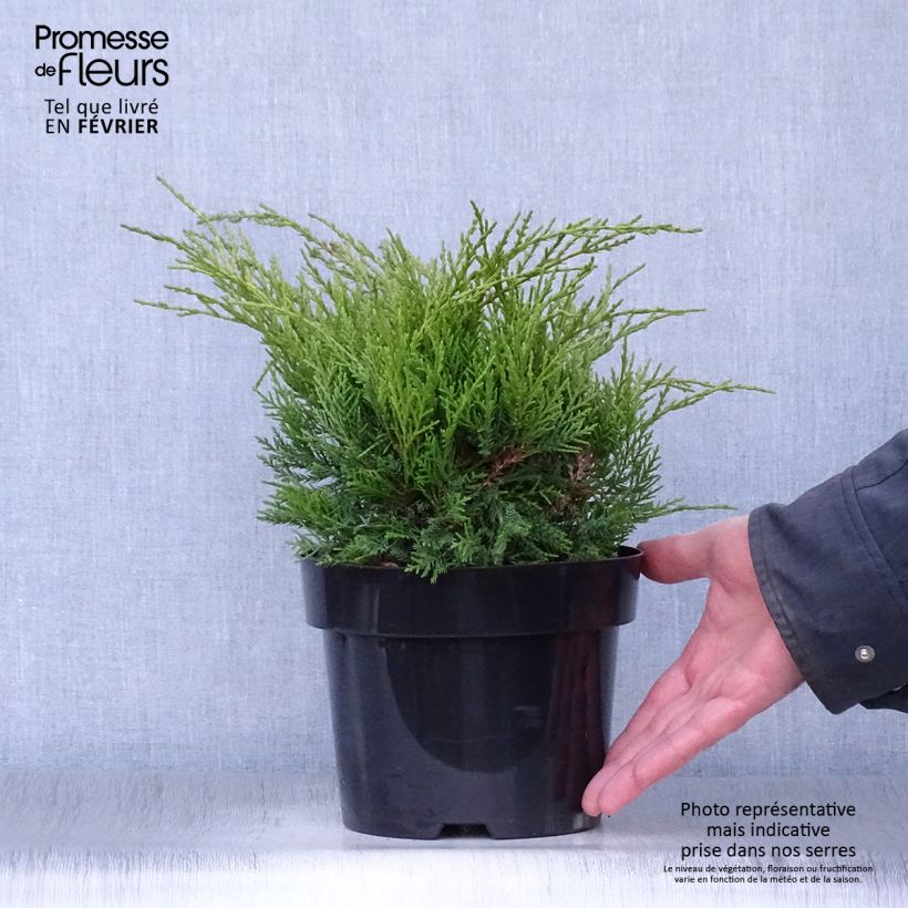 Juniperus x pfitzeriana Old Gold 2L/3L pot sample as delivered in winter