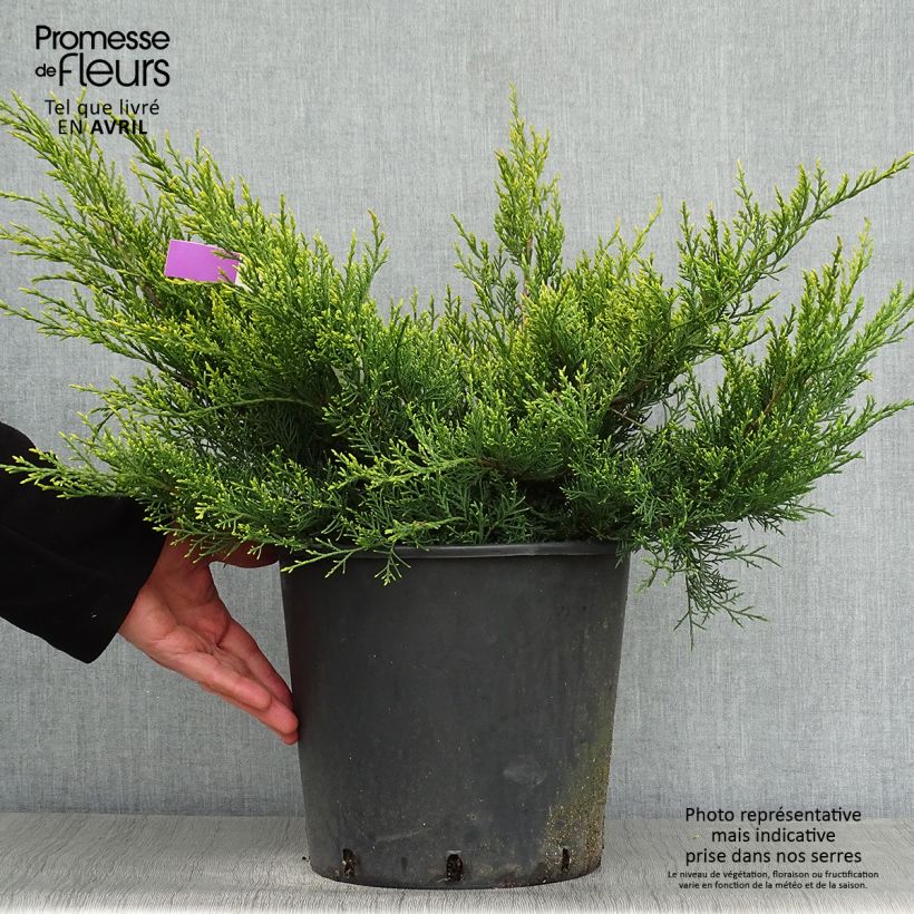 Juniperus x pfitzeriana Old Gold 7.5L/10L pot sample as delivered in spring