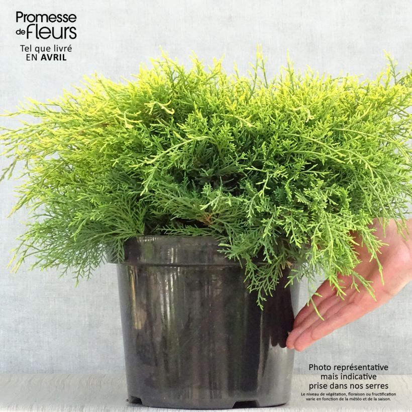 Juniperus pfitzeriana Gold Coast 7.5L/10L pot sample as delivered in spring