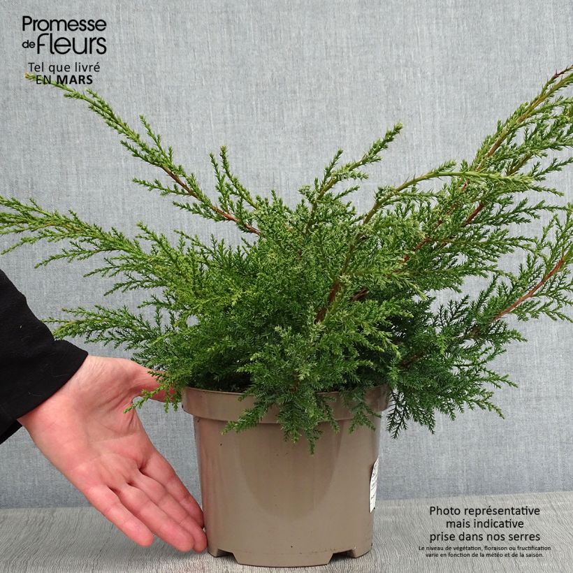 Juniperus  media Pfitzeriana Aurea 2L/3L pot sample as delivered in winter
