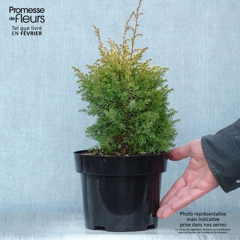 Juniperus communis Gold Cone 2L/3L pot sample as delivered in winter