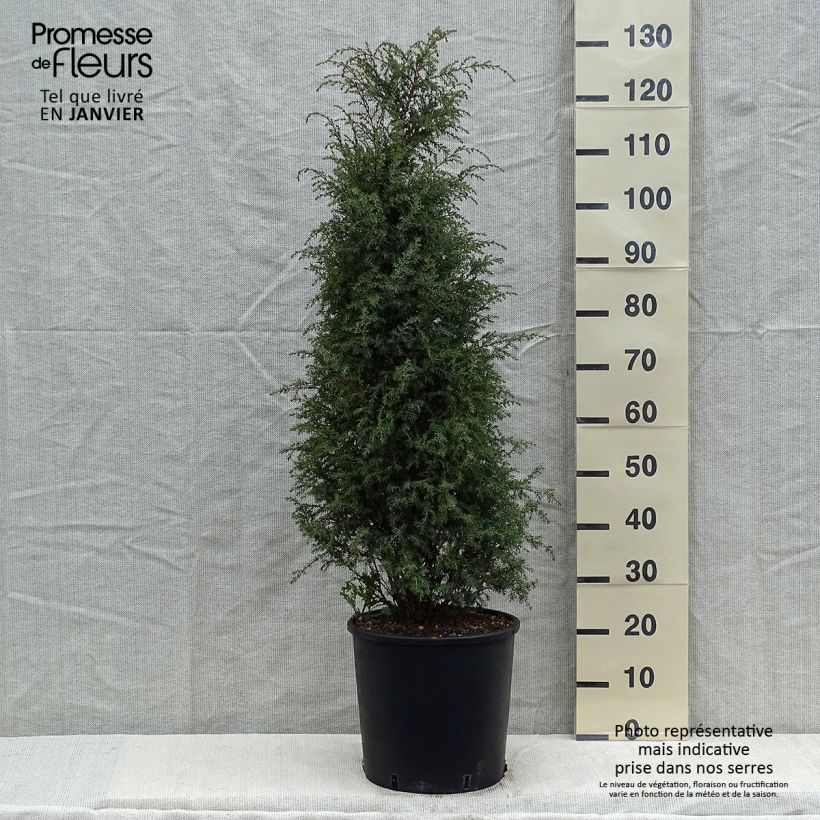 Juniperus communis Pyramidalis 7.5L/10L pot sample as delivered in winter