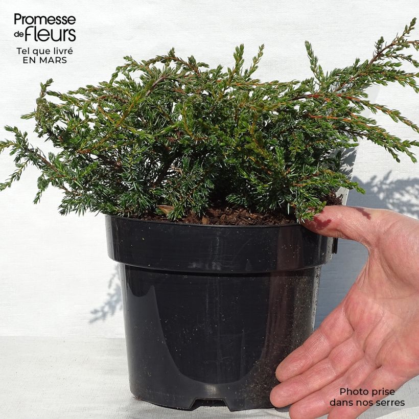 Juniperus communis Repanda 2L/3L pot sample as delivered in spring