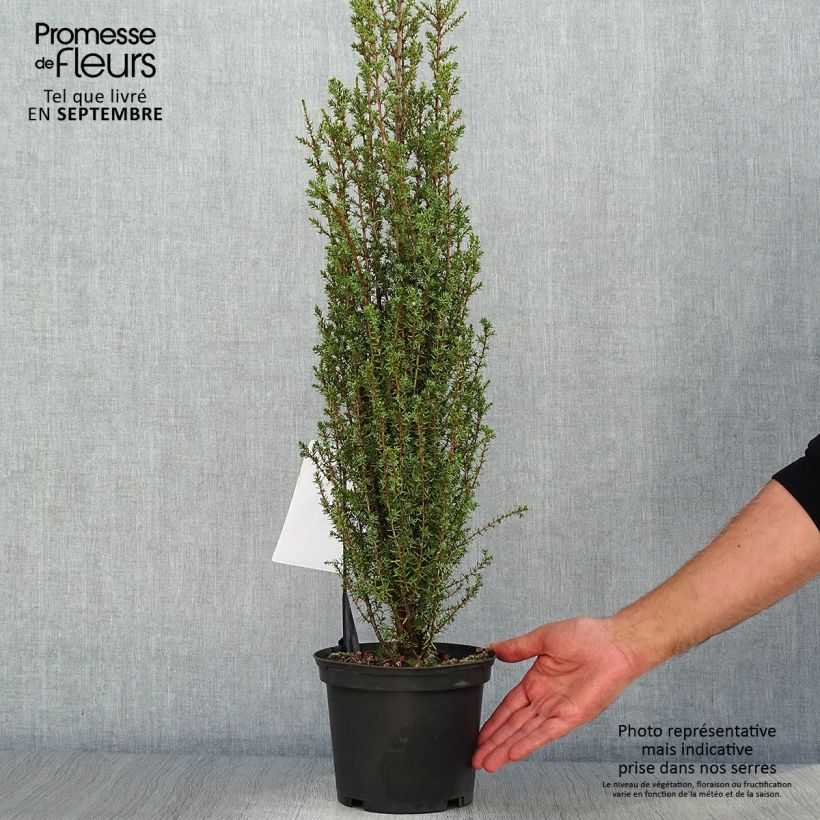 Juniperus communis Sentinel 3L/4L pot sample as delivered in autumn
