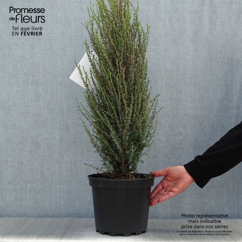 Juniperus communis Sentinel 7.5L/10L pot sample as delivered in autumn