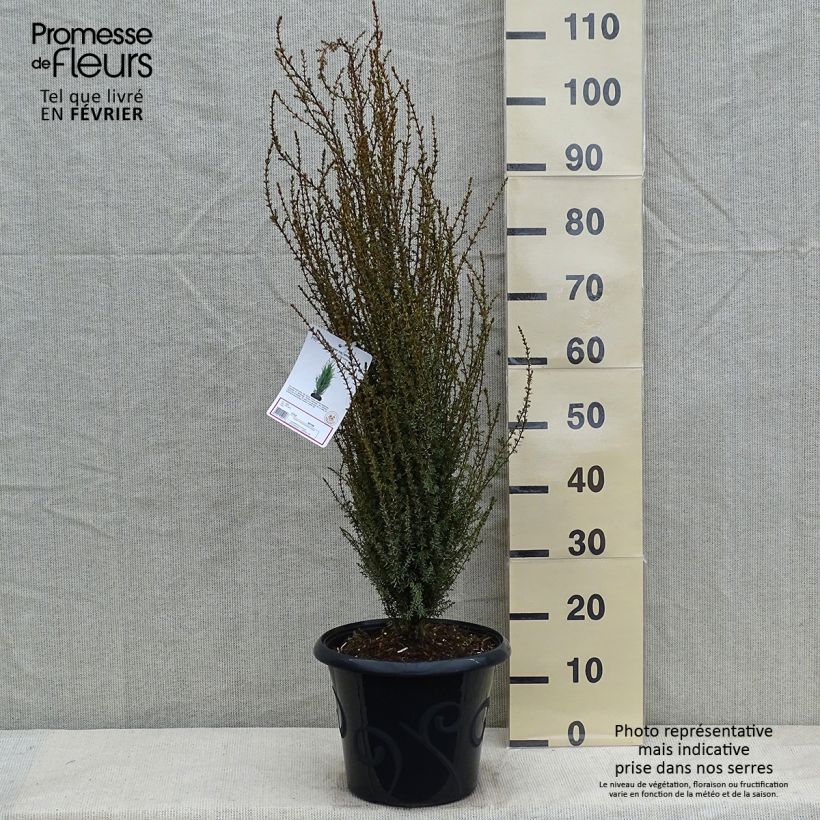Juniperus communis Sentinel 7.5L/10L pot sample as delivered in winter