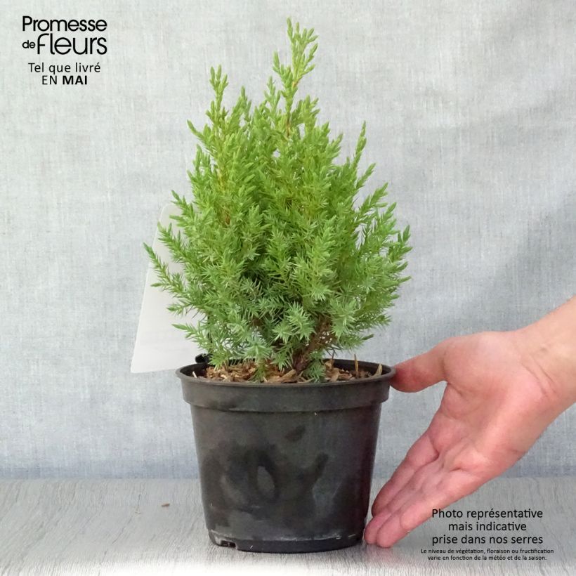Juniperus chinensis Stricta 2L/3L pot sample as delivered in spring