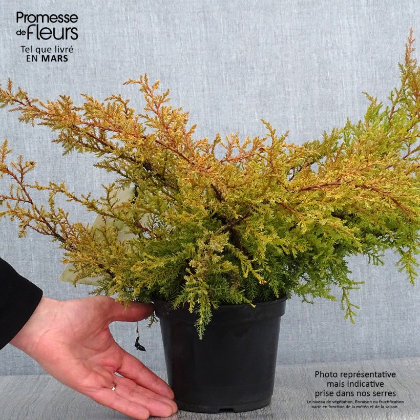 Juniperus pfitzeriana Compacta 2L/3L pot sample as delivered in winter