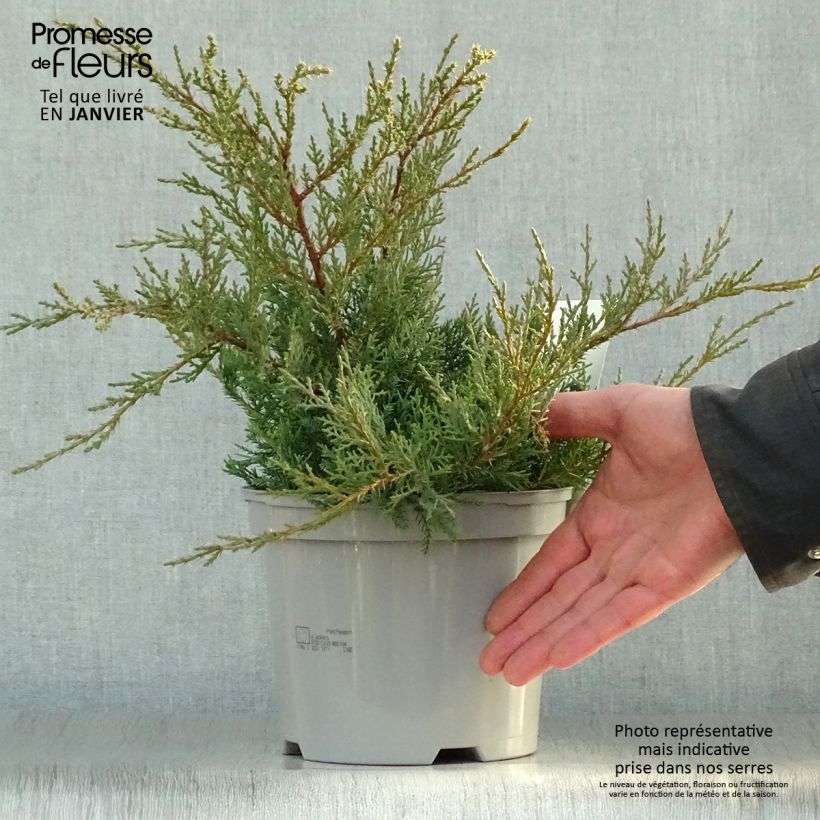Juniperus Pfitzeriana Glauca 2L/3L pot sample as delivered in winter