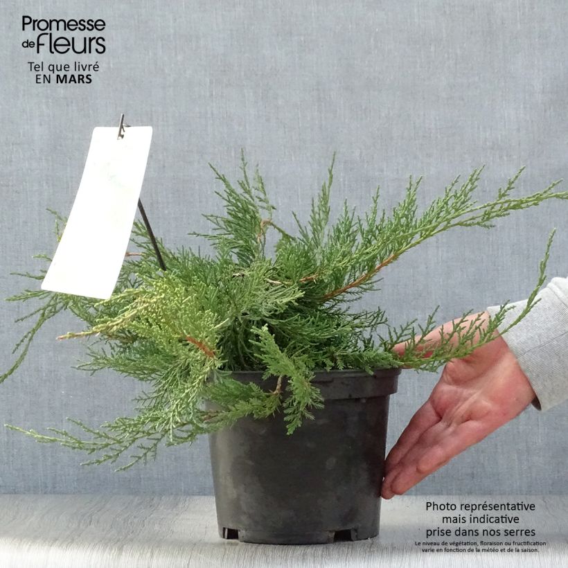 Juniperus pfitzeriana 2L/3L pot sample as delivered in spring
