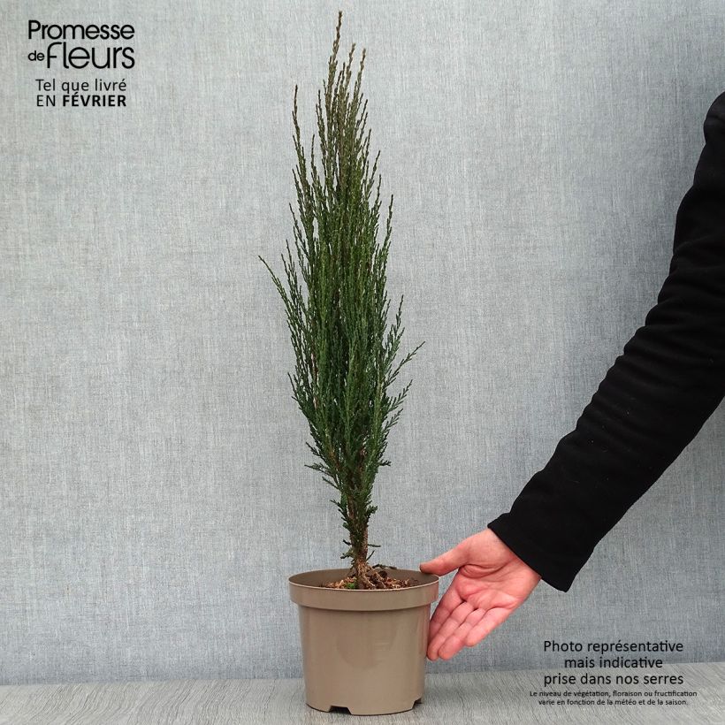 Virginia Juniper - Juniperus scopulorum Blue Arrow 2L/3L pot sample as delivered in winter