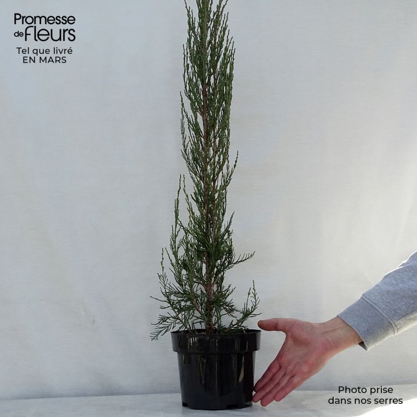 Juniperus scopulorum Skyrocket 3L/4L pot sample as delivered in spring
