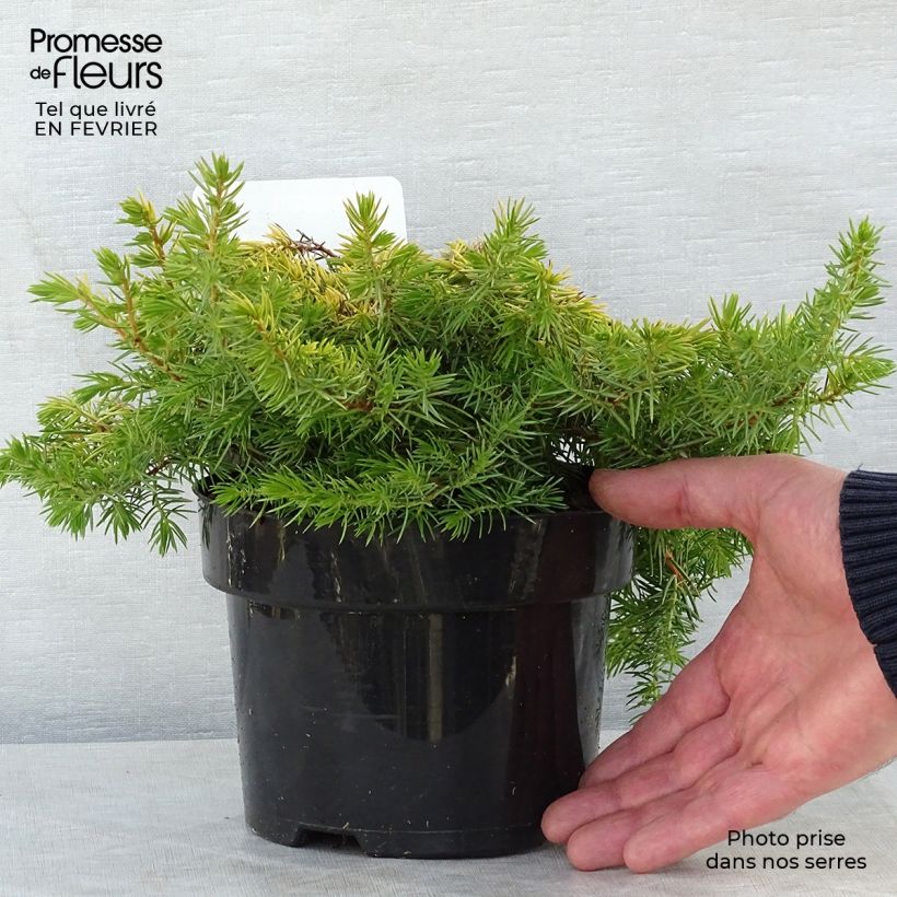 Shore Juniper - Juniperus conferta All Gold 2L/3L pot sample as delivered in winter