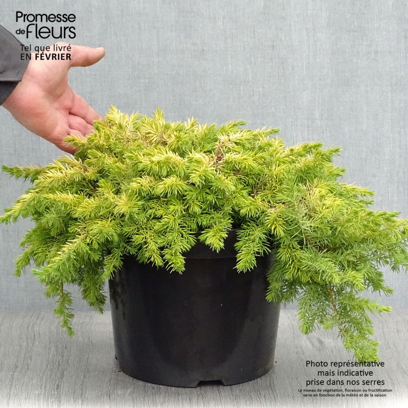 Shore Juniper - Juniperus conferta All Gold 7.5L/10L pot sample as delivered in winter