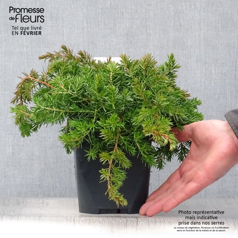 Juniperus rigida subsp. conferta Blue Pacific 2L/3L pot sample as delivered in winter