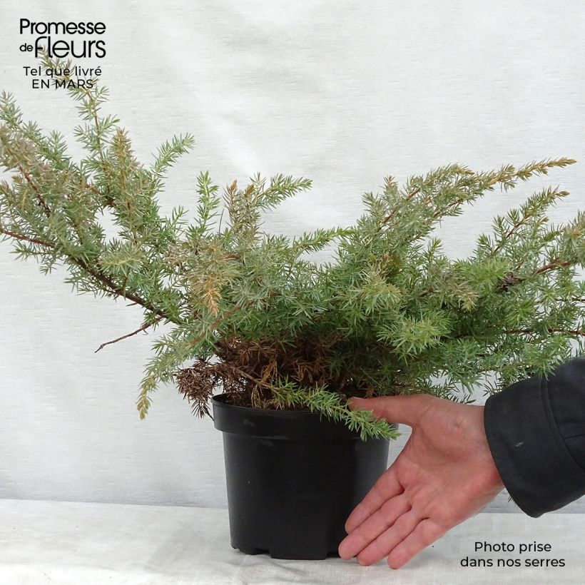 Juniperus conferta Schlager 2L/3L pot sample as delivered in spring