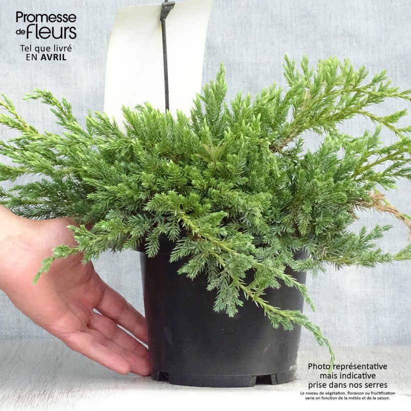 Juniperus squamata Blue Carpet 2L/3L pot sample as delivered in spring
