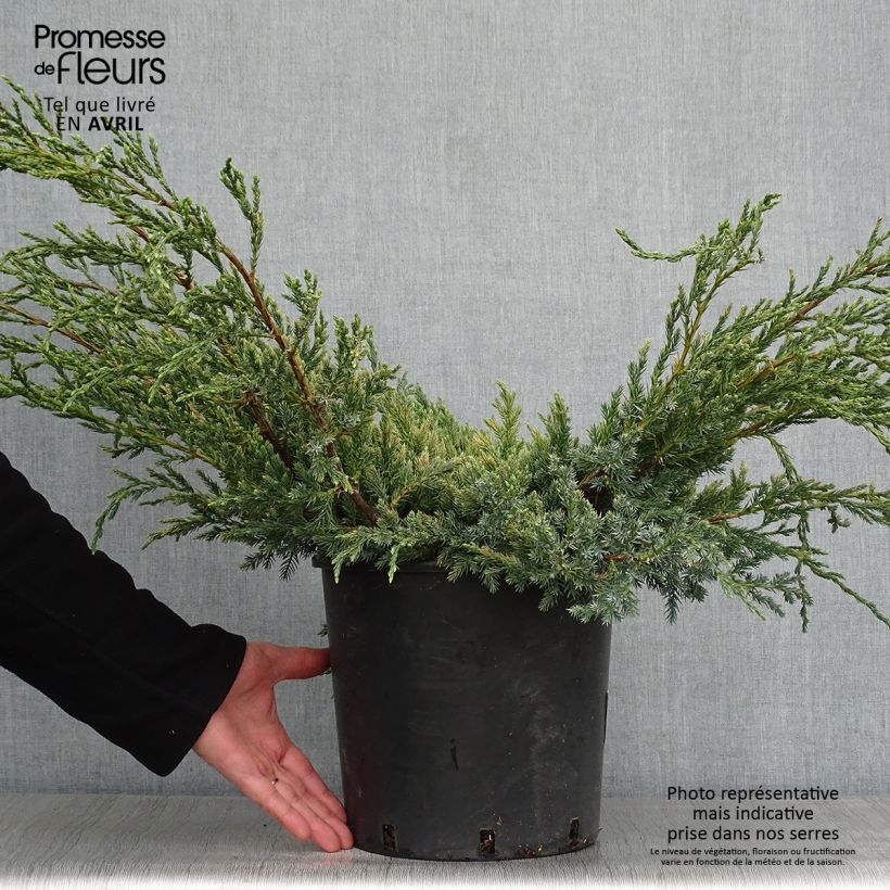 Juniperus squamata Blue Carpet 4L/5L pot sample as delivered in spring