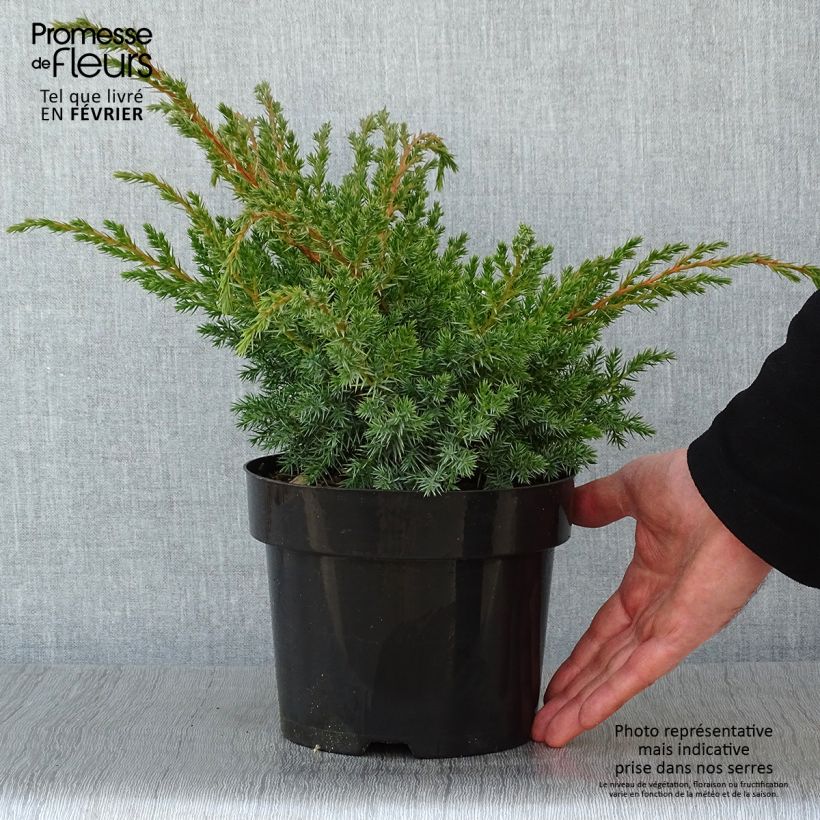 Juniperus squamata Blue Swede 2L/3L pot sample as delivered in winter