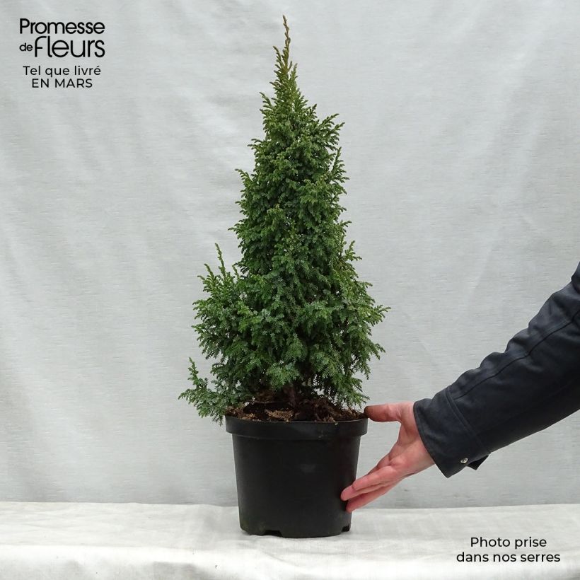 Juniperus squamata Loderi 2L/3L pot sample as delivered in spring