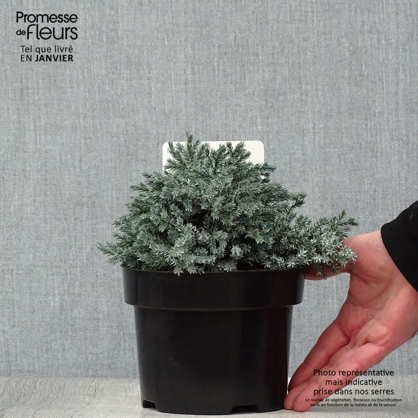 Juniperus squamata Tropical Blue 2L/3L pot sample as delivered in winter