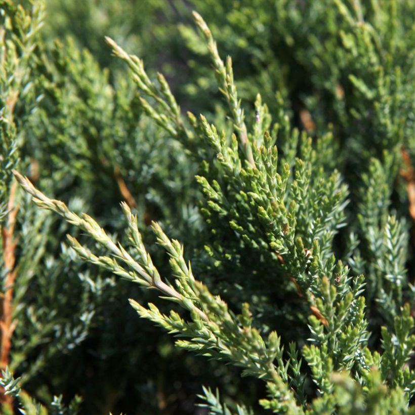 Juniperus horizontalis Agnieszka - Creeping Juniper (Foliage)