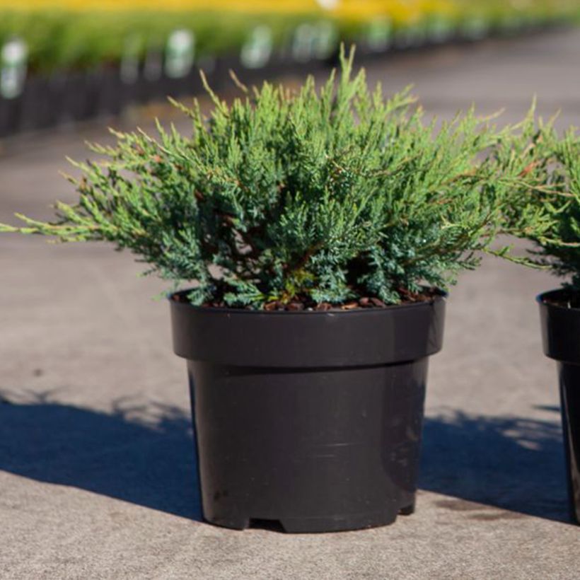 Juniperus horizontalis Agnieszka - Creeping Juniper (Plant habit)