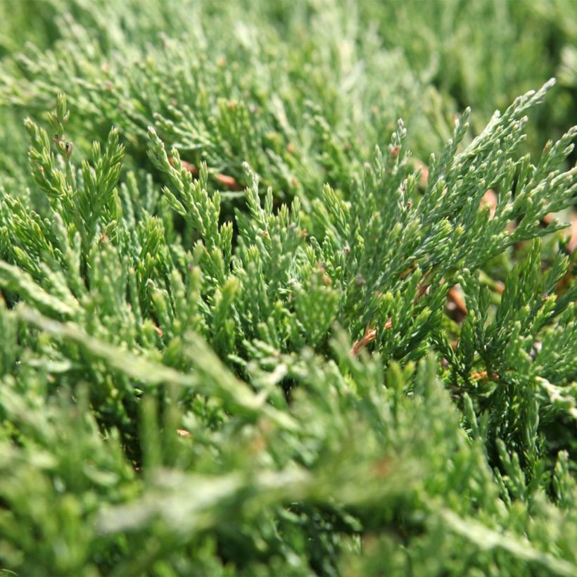 Juniperus horizontalis Andorra Compact (Foliage)