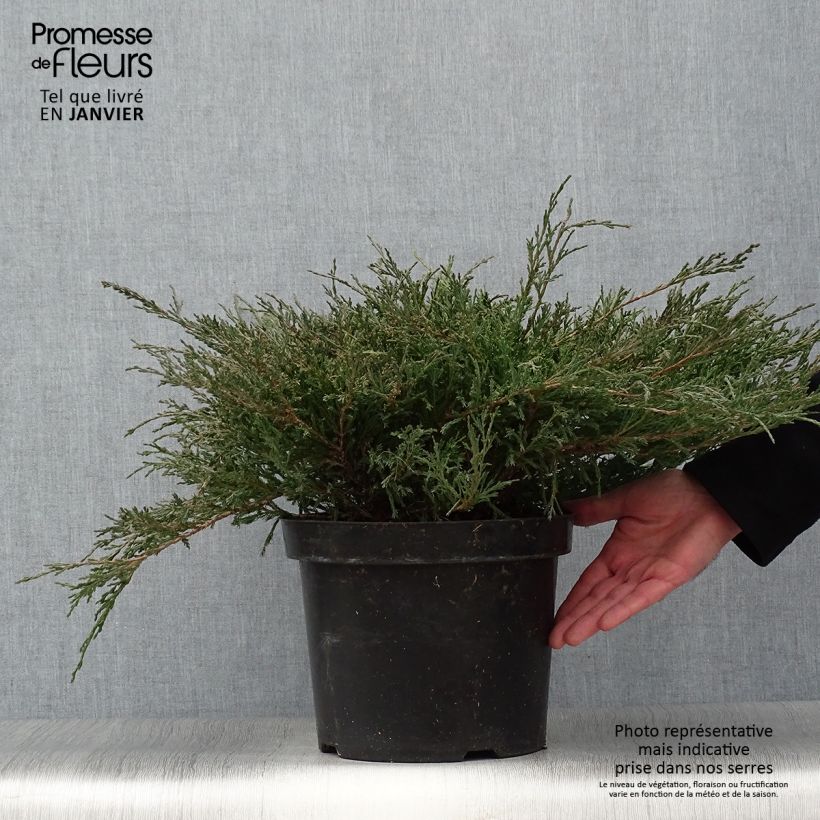 Juniperus horizontalis Andorra Compact 7.5L/10L pot sample as delivered in winter
