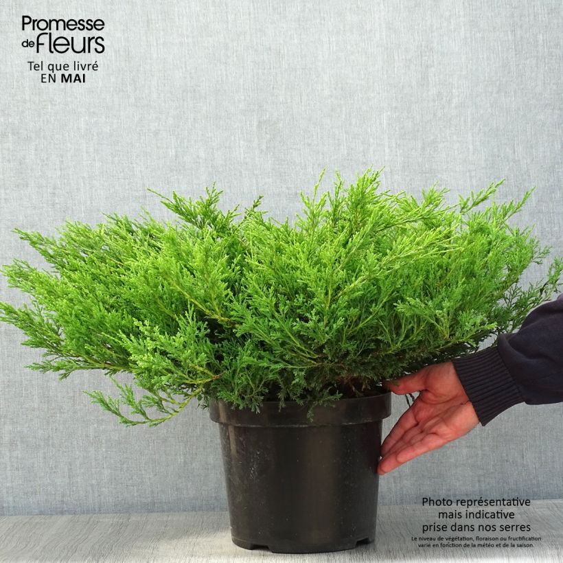 Juniperus horizontalis Andorra Compact 7.5L/10L pot sample as delivered in spring