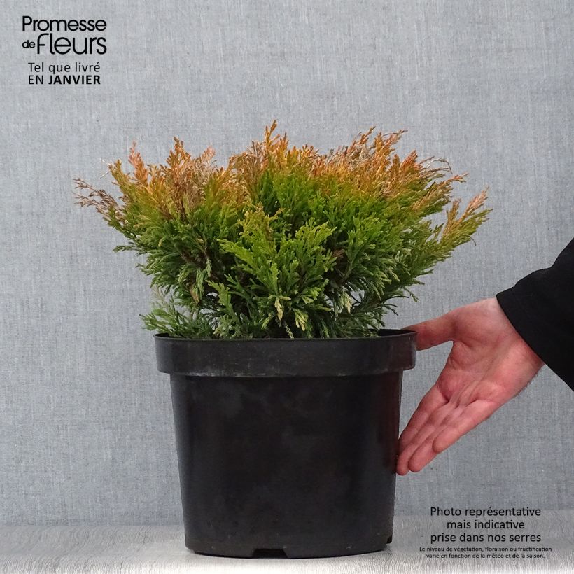 Juniperus horizontalis Limeglow 7.5L/10L pot sample as delivered in winter