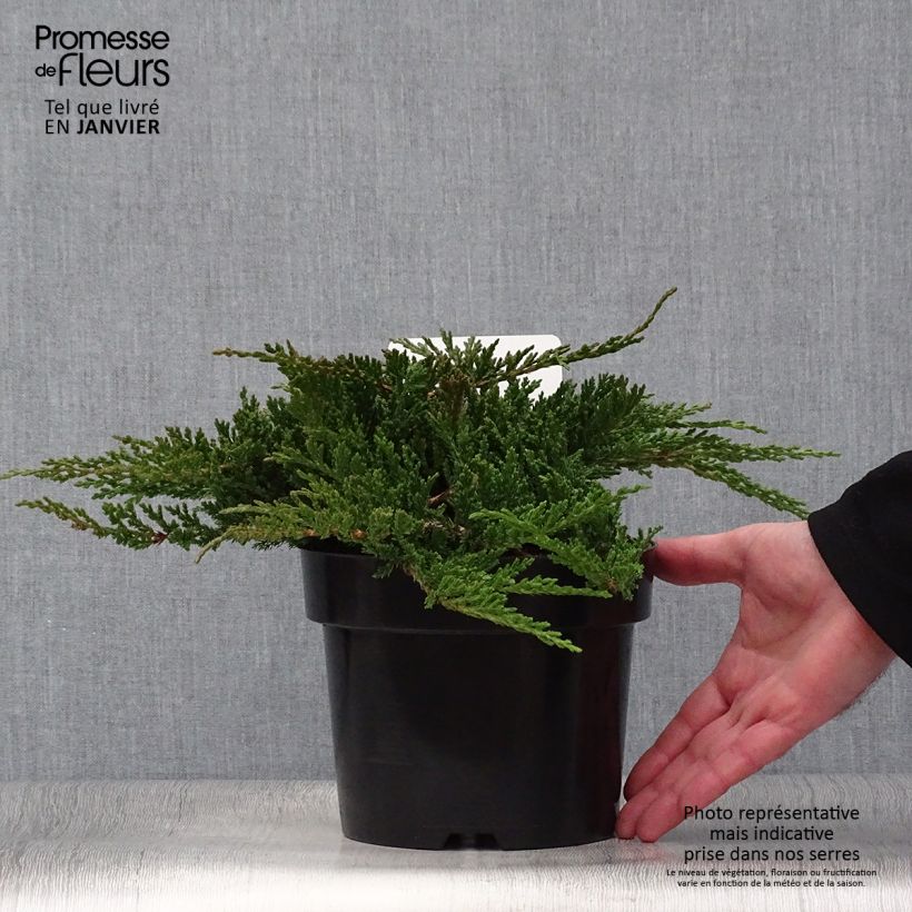 Juniperus horizontalis Prince Of Wales 2L/3L pot sample as delivered in winter