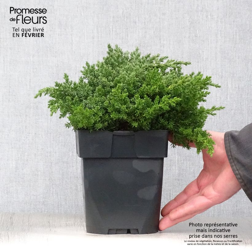 Juniperus procumbens Nana 2L/3L pot sample as delivered in winter