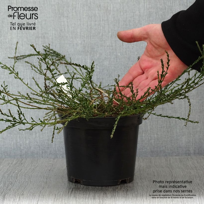 Genista pilosa Vancouver Gold 2L/3L pot sample as delivered in winter
