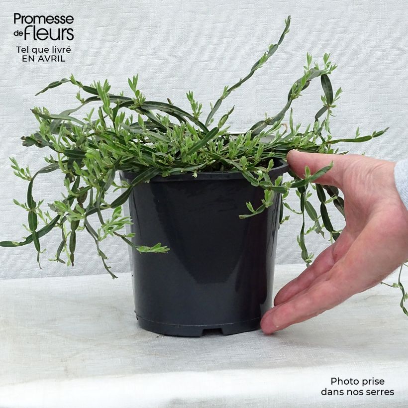 Genista sagittalis 2L/3L pot sample as delivered in spring