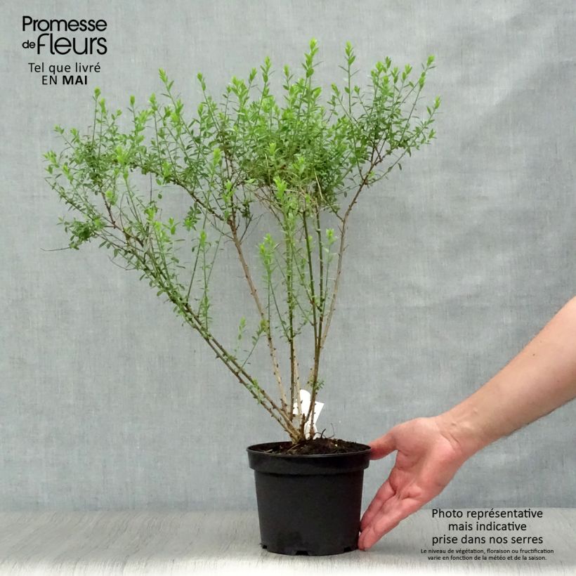 Genista tinctoria Plena (Flore Pleno) - dyer's greenweed 2L/3L pot sample as delivered in spring