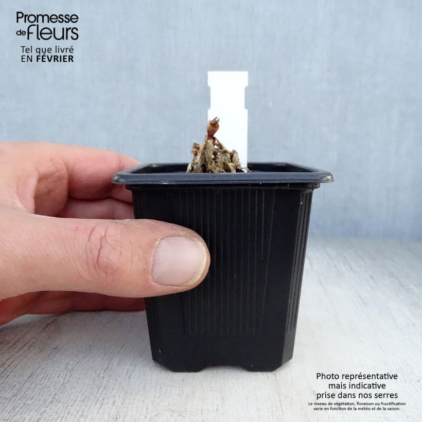 Gentiana makinoi Blue Star 8/9 cm pot sample as delivered in winter