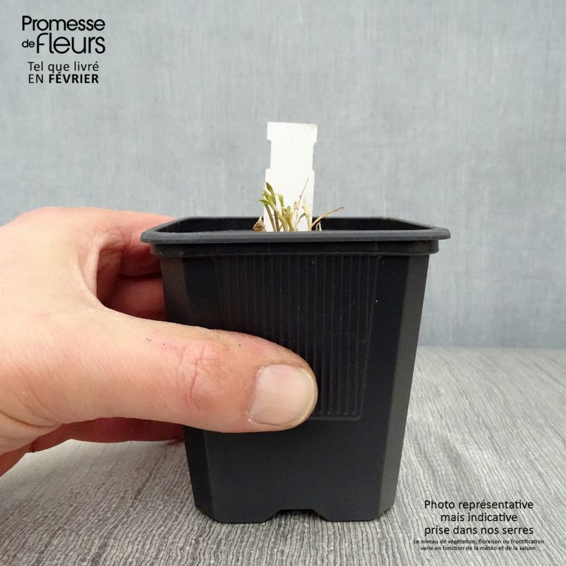 Gentiana makinoi White Magic 8/9 cm pot sample as delivered in winter