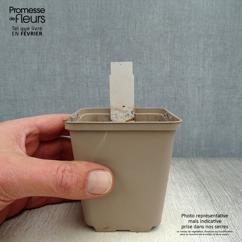 Gentiana cruciata - Cross Gentian 8/9 cm pot sample as delivered in winter