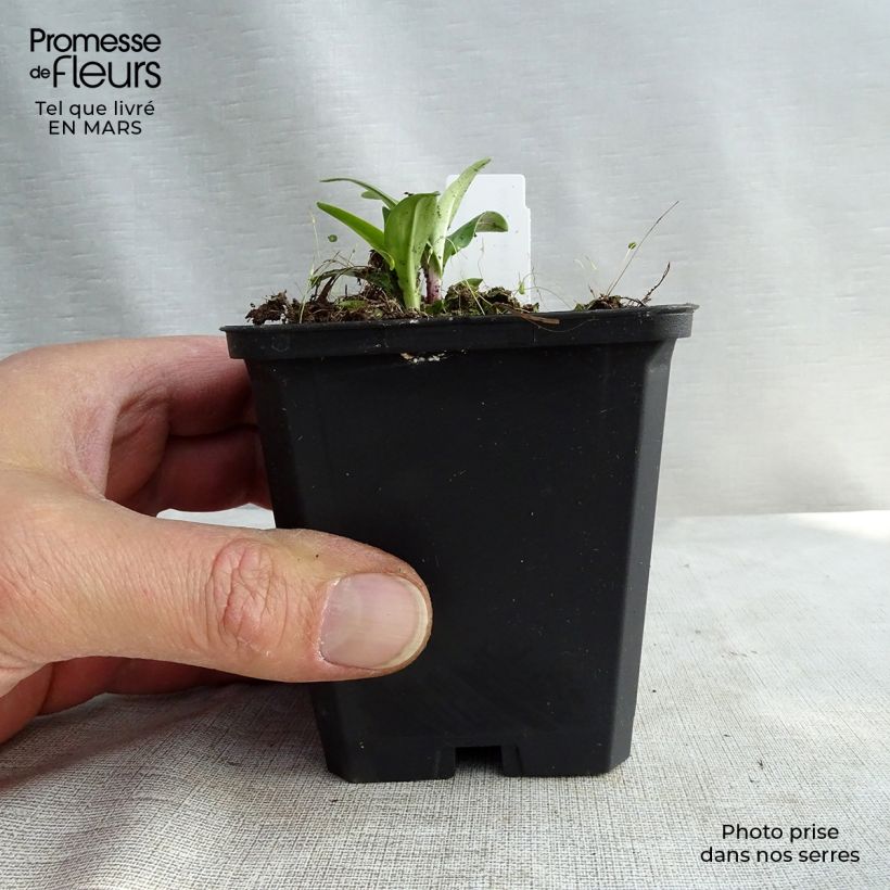 Gentiana lutea 8/9 cm pot sample as delivered in spring