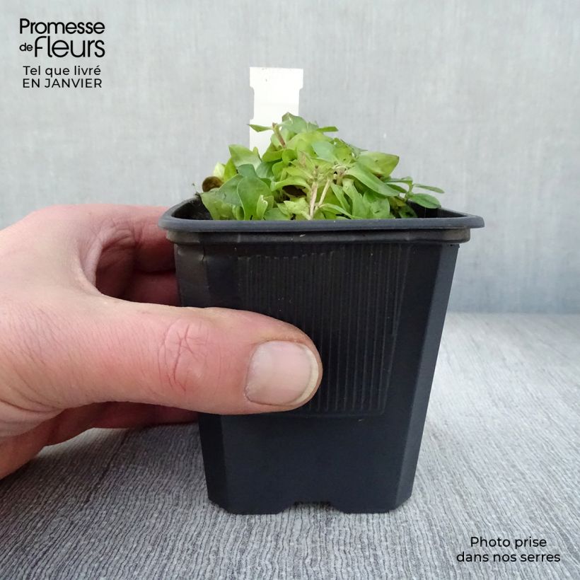 Gentiana Little Pinkie 8/9 cm pot sample as delivered in winter