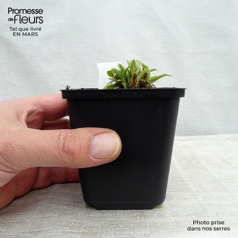 Gentiana dahurica 8/9 cm pot sample as delivered in spring